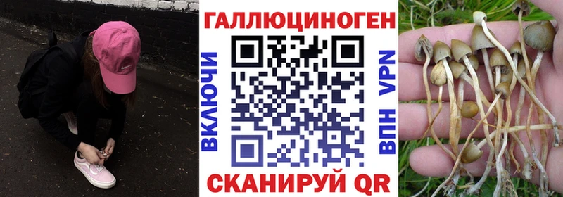 Псилоцибиновые грибы прущие грибы  даркнет сайт  Кировск 
